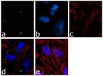 CDK5RAP2 Antibody in Immunocytochemistry (ICC/IF)