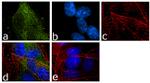 FMRP Antibody in Immunocytochemistry (ICC/IF)