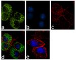 Calbindin D28K Antibody in Immunocytochemistry (ICC/IF)