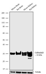 Calbindin D28K Antibody in Western Blot (WB)