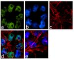 JARID2 Antibody in Immunocytochemistry (ICC/IF)