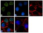 JARID2 Antibody in Immunocytochemistry (ICC/IF)