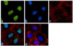 BAF53A Antibody in Immunocytochemistry (ICC/IF)