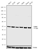 BAF53A Antibody in Western Blot (WB)