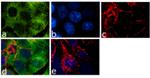 NME1 Antibody in Immunocytochemistry (ICC/IF)