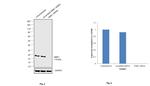 NME1 Antibody in Western Blot (WB)