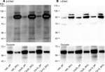 SCNN1G Antibody in Western Blot (WB)