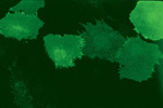 Occludin Antibody in Immunocytochemistry (ICC/IF)