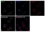 IBA1 Antibody in Immunocytochemistry (ICC/IF)