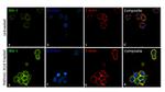 IBA1 Antibody