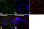 eIF4A1 Antibody in Immunocytochemistry (ICC/IF)