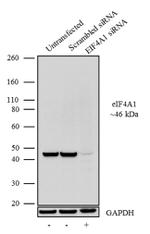 eIF4A1 Antibody in Western Blot (WB)