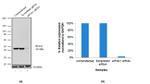 eIF4A1 Antibody