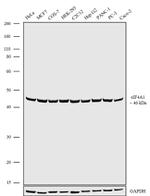 eIF4A1 Antibody in Western Blot (WB)