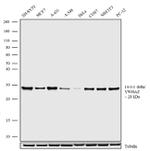 14-3-3 zeta Antibody in Western Blot (WB)