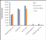 SUZ12 Antibody