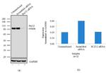 SUZ12 Antibody in Western Blot (WB)