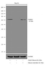 PRMT4 Antibody in Western Blot (WB)