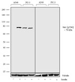 Phospho-MAPKAP1 (Thr86) Antibody