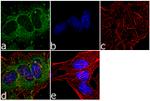 MNK1 Antibody in Immunocytochemistry (ICC/IF)