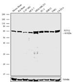 P2Y12 Antibody in Western Blot (WB)