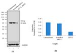 P2Y12 Antibody