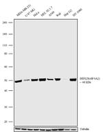 eIF4A2 Antibody in Western Blot (WB)