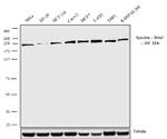 Spectrin beta-3 Antibody in Western Blot (WB)