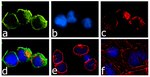 JAK3 Antibody