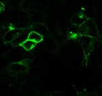 AVPR1A Antibody in Immunocytochemistry (ICC/IF)