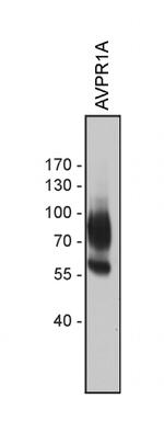 AVPR1A Antibody in Western Blot (WB)