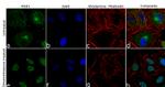 MSK1 Antibody