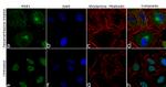 MSK1 Antibody in Immunocytochemistry (ICC/IF)