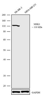 MSK1 Antibody in Western Blot (WB)