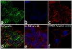 RIP3 Antibody in Immunocytochemistry (ICC/IF)