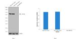 NBS1 Antibody in Western Blot (WB)