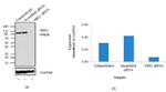 NBS1 Antibody in Western Blot (WB)