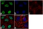 NBS1 Antibody in Immunocytochemistry (ICC/IF)