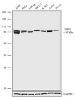 NBS1 Antibody in Western Blot (WB)