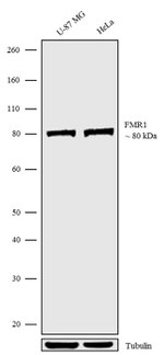 FMRP Antibody in Western Blot (WB)