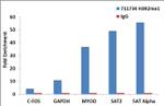 H3R2me1 Antibody in ChIP Assay (ChIP)