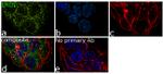 ERO1L Antibody in Immunocytochemistry (ICC/IF)