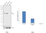 IDH2 Antibody in Western Blot (WB)