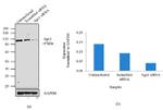 AGO1 Antibody in Western Blot (WB)