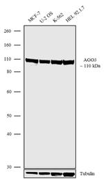 Argonaute 3 Antibody in Western Blot (WB)