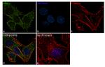 Arginase 1 Antibody in Immunocytochemistry (ICC/IF)