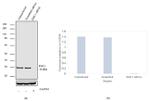 TM111 Antibody in Western Blot (WB)