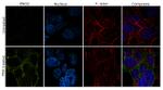 NSE Antibody in Immunocytochemistry (ICC/IF)