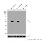 IDO Antibody in Western Blot (WB)