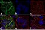 IDO Antibody in Immunocytochemistry (ICC/IF)